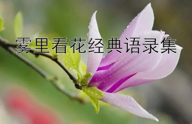 雾里看花经典语录集